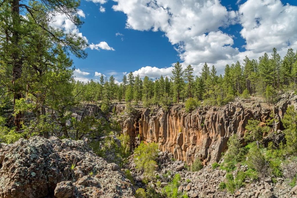 Kaibab National Forest in Williams, Arizona
